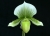 Paph. Hsinying Citron